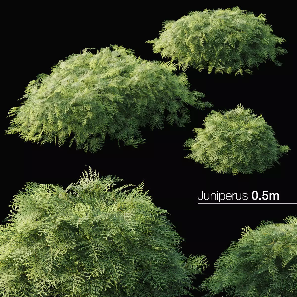 Juniper two plants 3D model