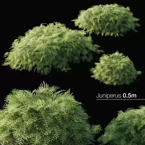 Juniper two plants 3D model
