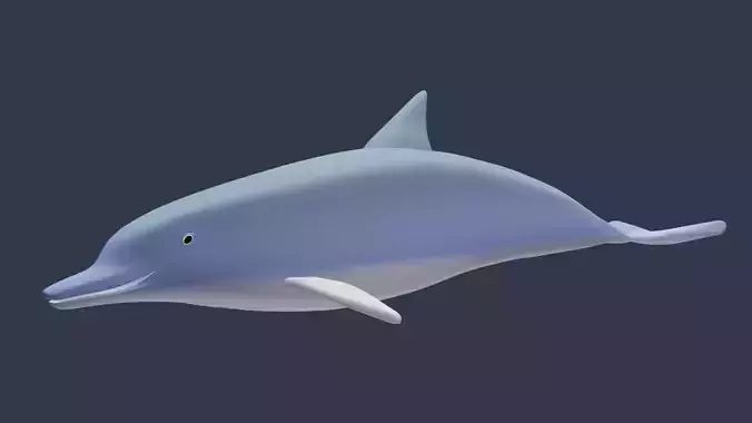 Cute Dolphin