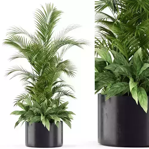 Plants collection 459