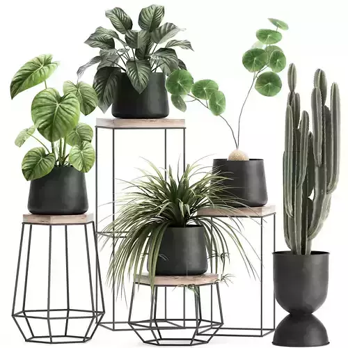 Houseplants in a pot for the interior 899 3D model