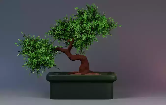 Bonsai Tree