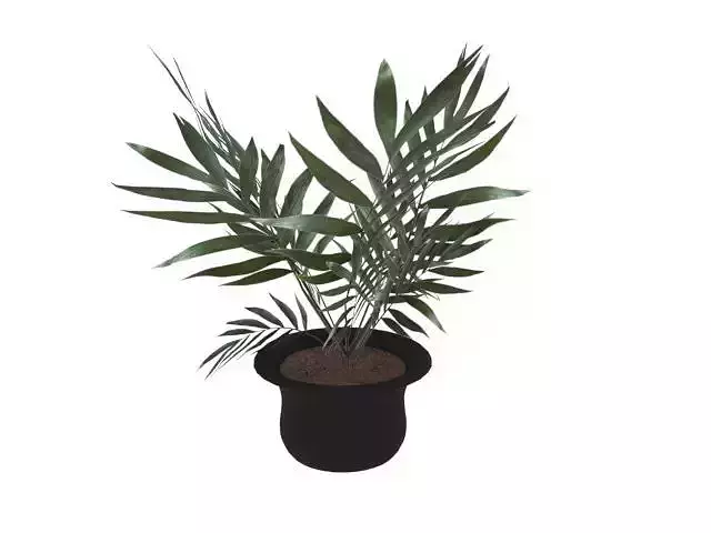 Plant in a pot