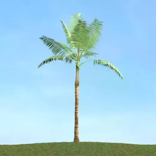 Tropical Palm Tree