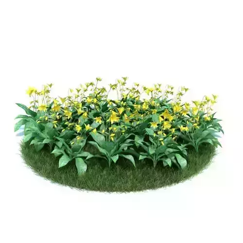 Yellow Flowers   Home Garden