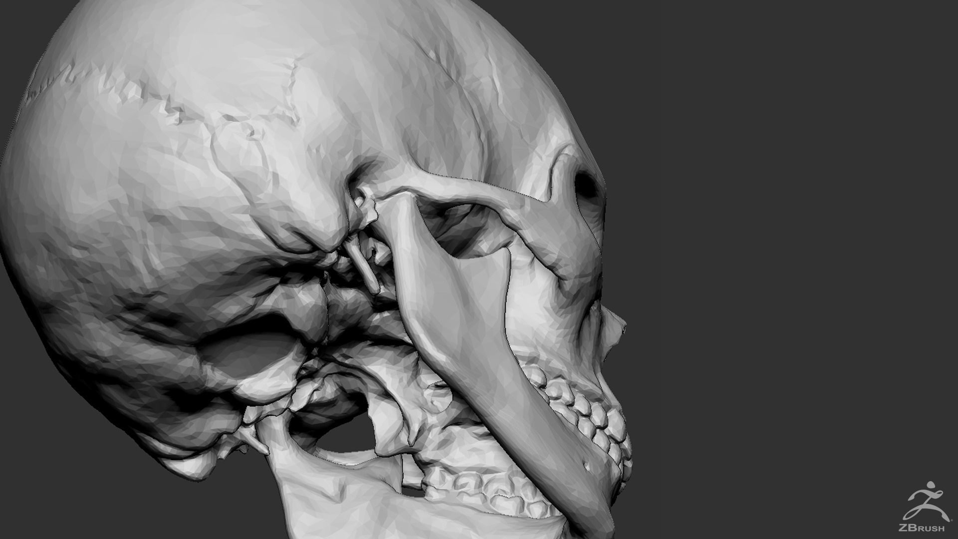 Human Skull 3D model_6