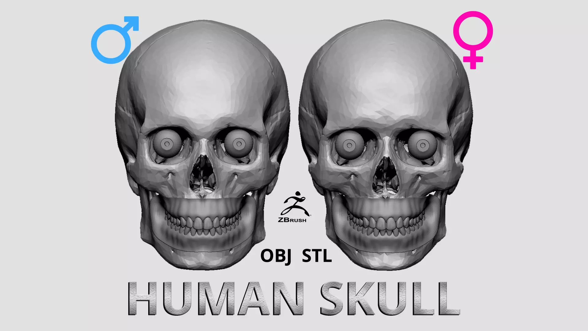 Human Skull 3D model_0