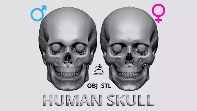 Human Skull