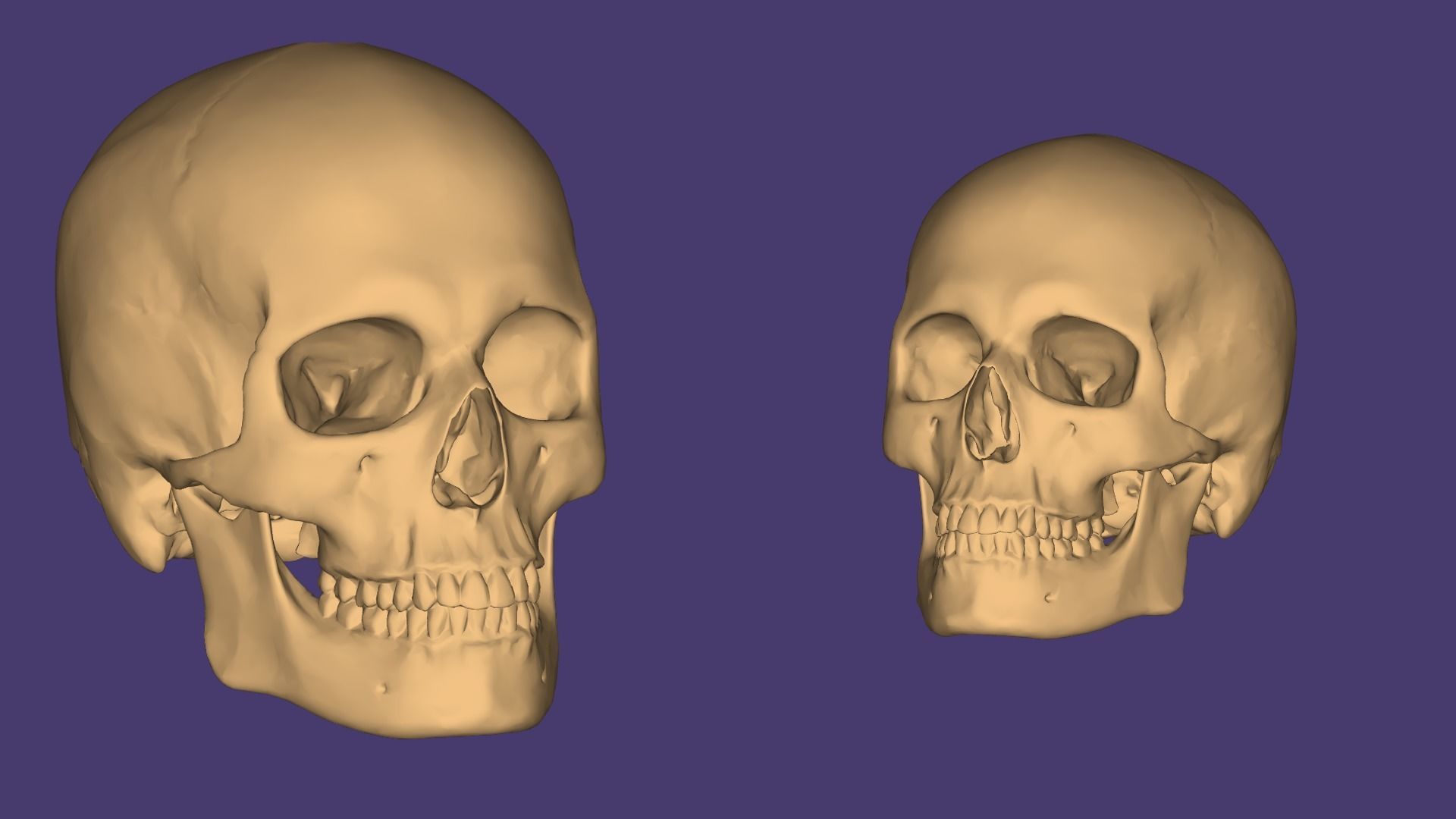 Human Skull 3D model_10