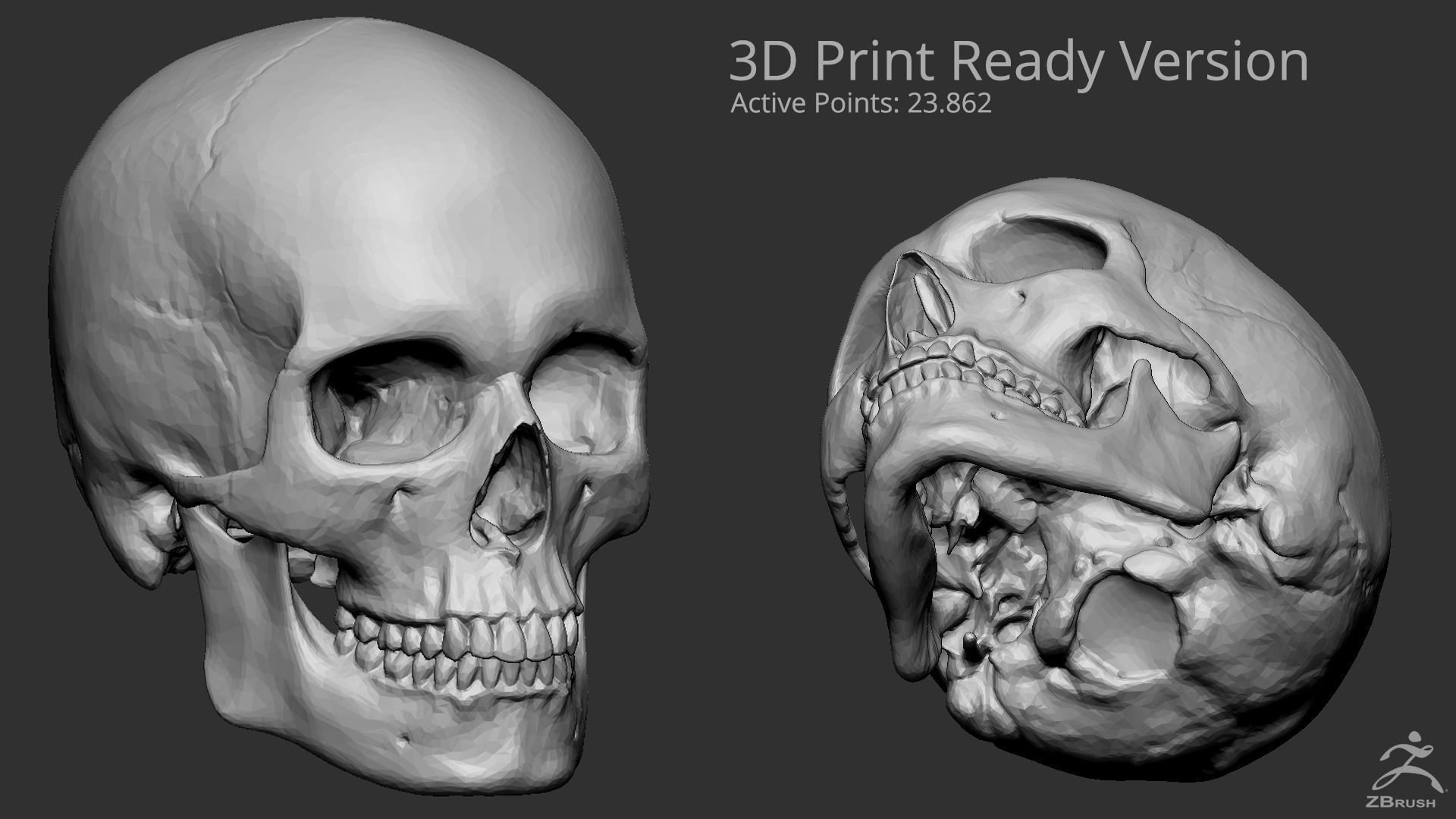 Human Skull 3D model_4