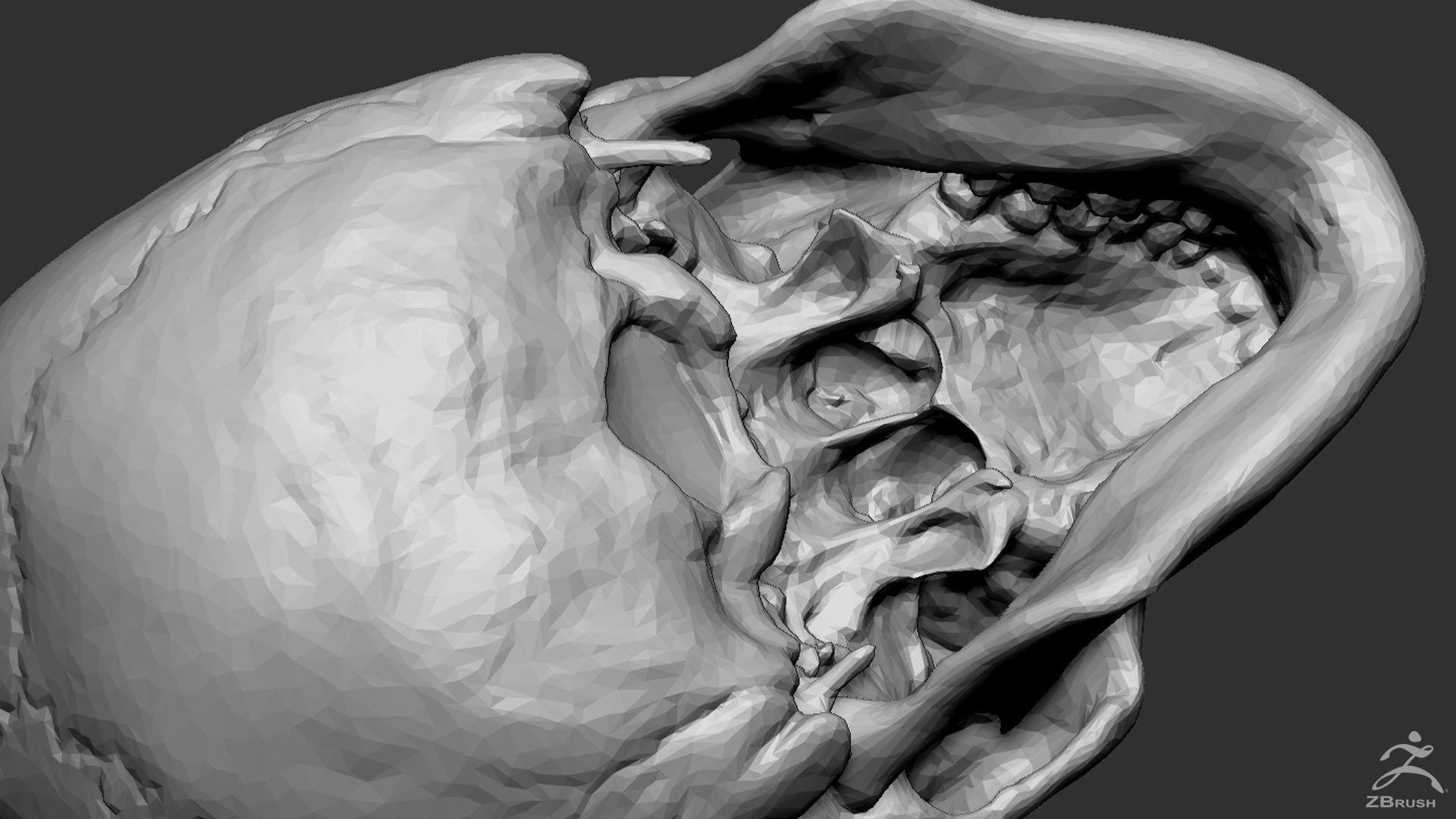 Human Skull 3D model_7