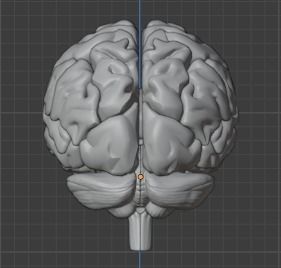 Human Brain Model 3D 3D model_4