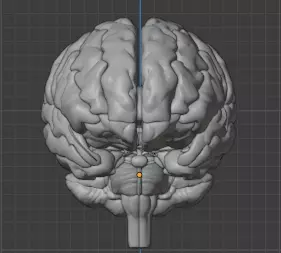 Human Brain Model 3D 3D model_0