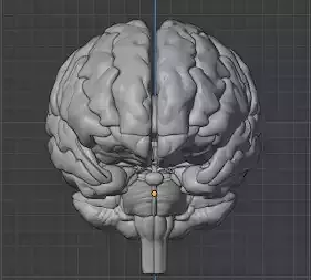 Human Brain Model 3D