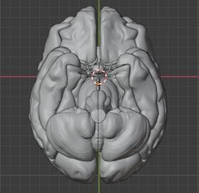 Human Brain Model 3D 3D model_5