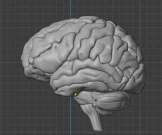 Human Brain Model 3D 3D model_2