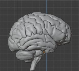 Human Brain Model 3D 3D model_1