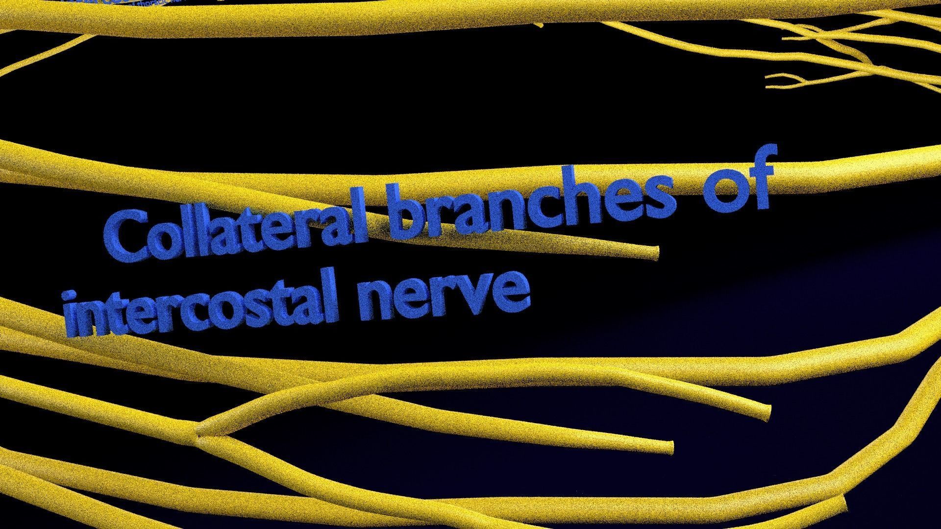 Spinal cord symphathetic intercostal nerve labelled detail 3D model_19