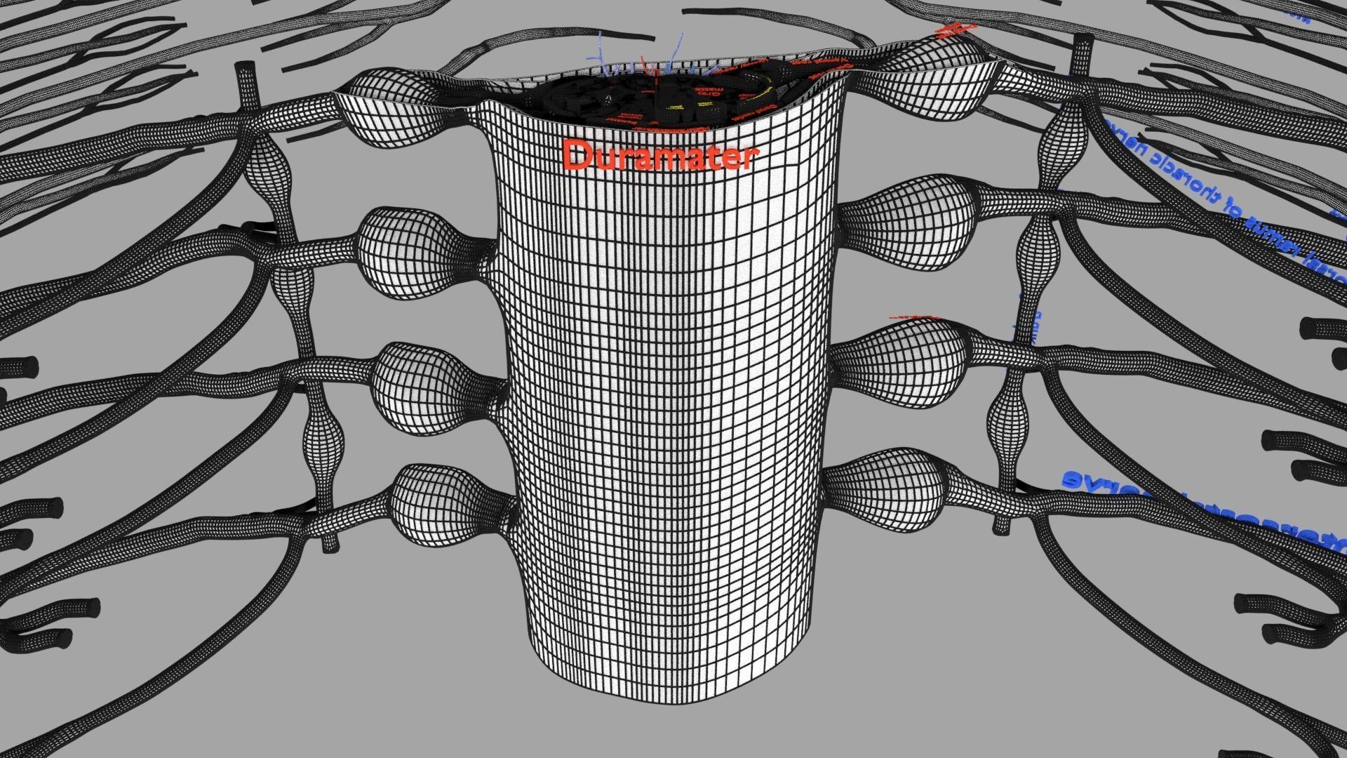 Spinal cord symphathetic intercostal nerve labelled detail 3D model_26