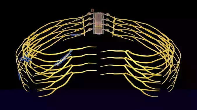 Spinal cord symphathetic intercostal nerve labelled detail