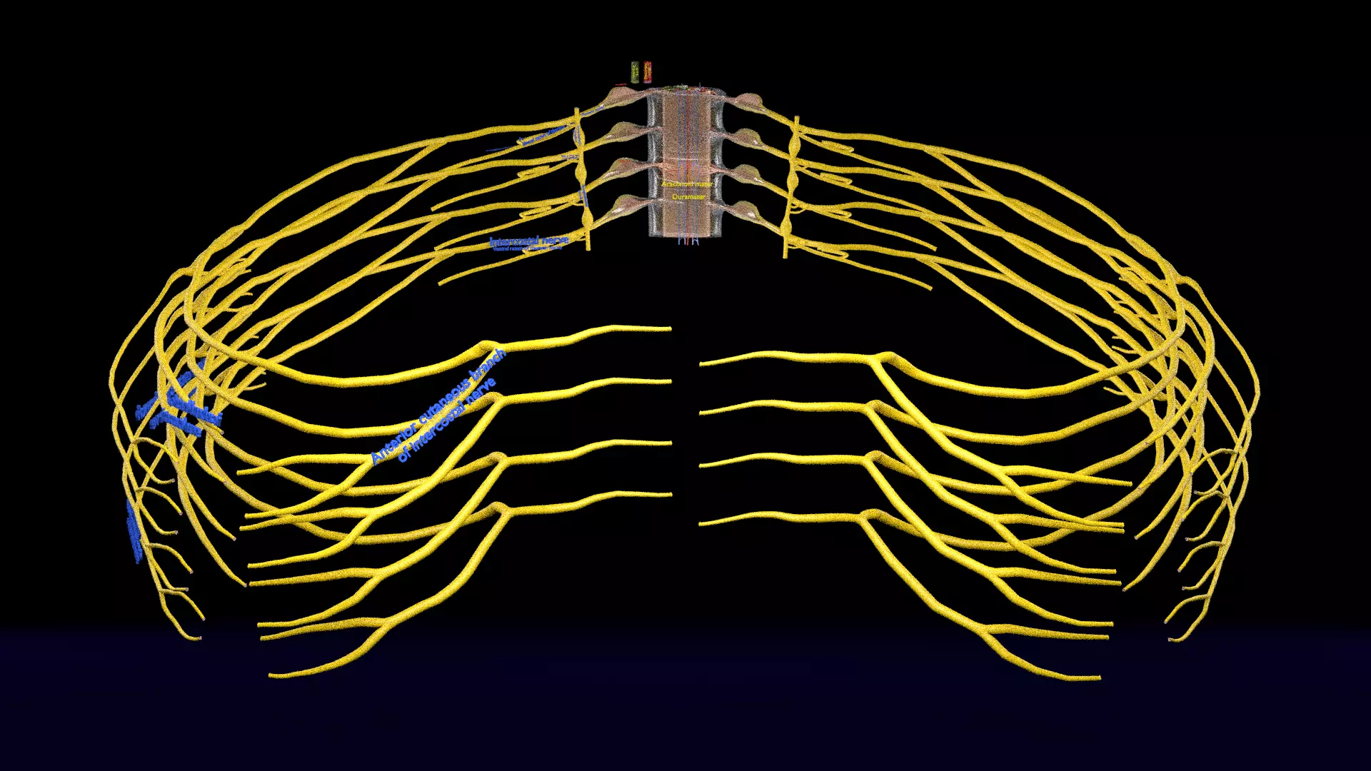 Spinal cord symphathetic intercostal nerve labelled detail 3D model_0