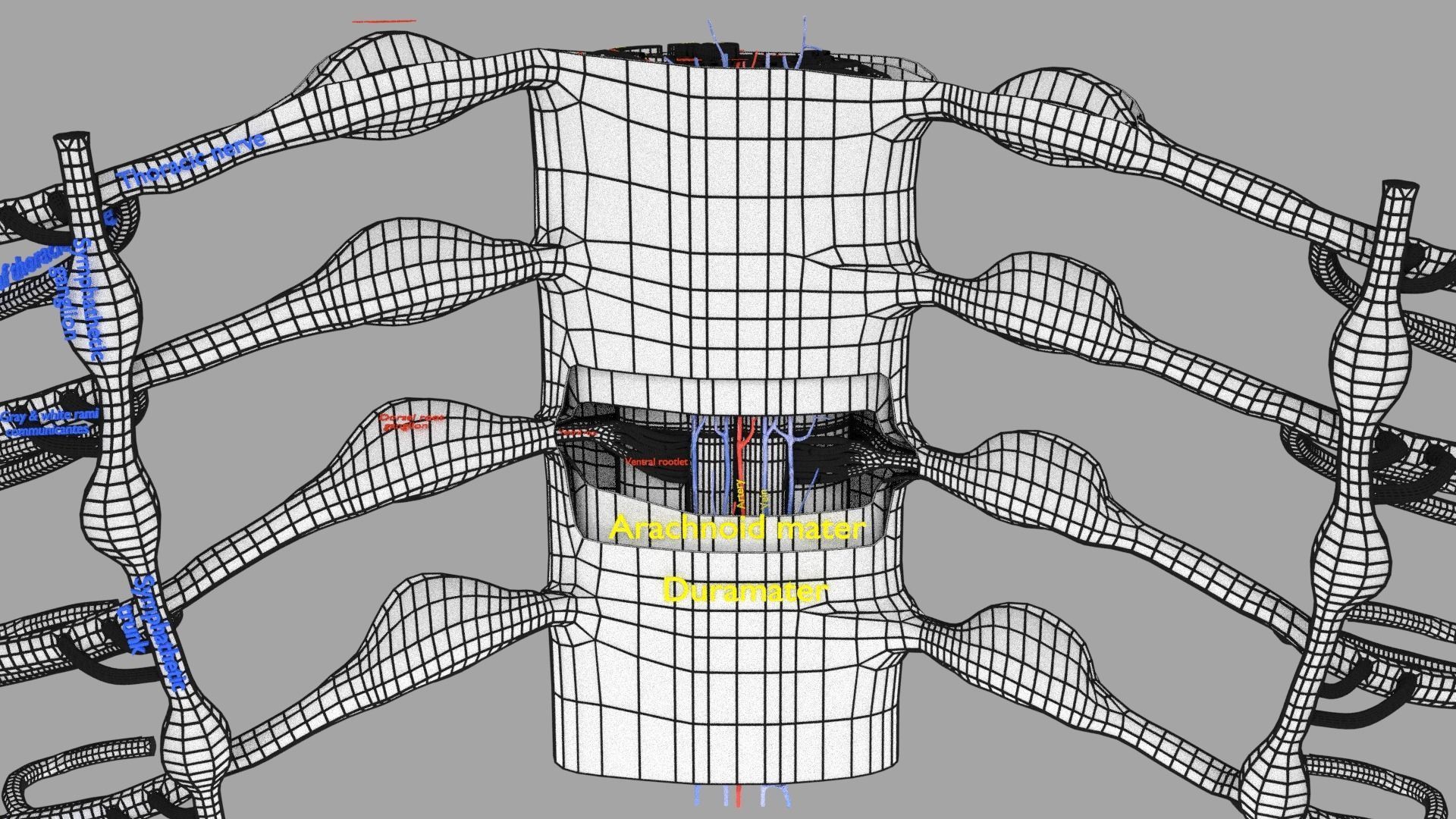 Spinal cord symphathetic intercostal nerve labelled detail 3D model_24