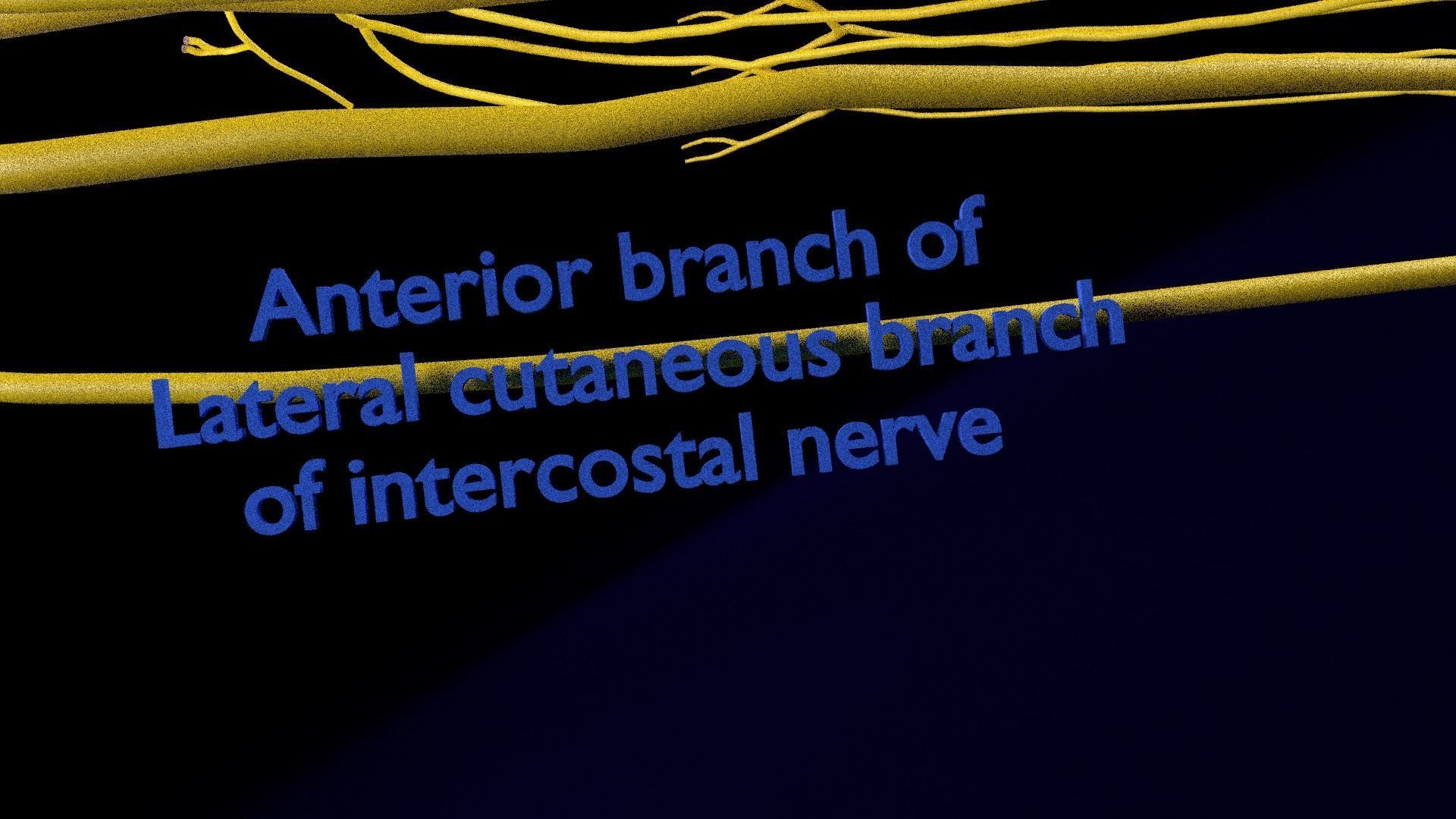 Spinal cord symphathetic intercostal nerve labelled detail 3D model_18