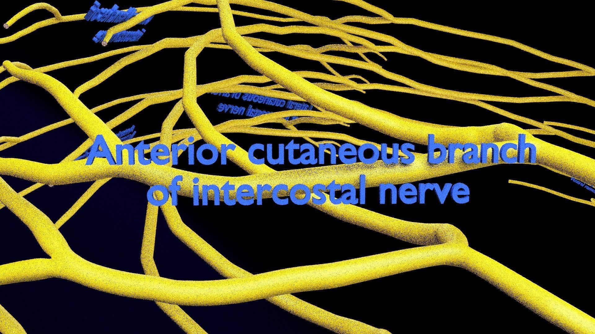 Spinal cord symphathetic intercostal nerve labelled detail 3D model_20