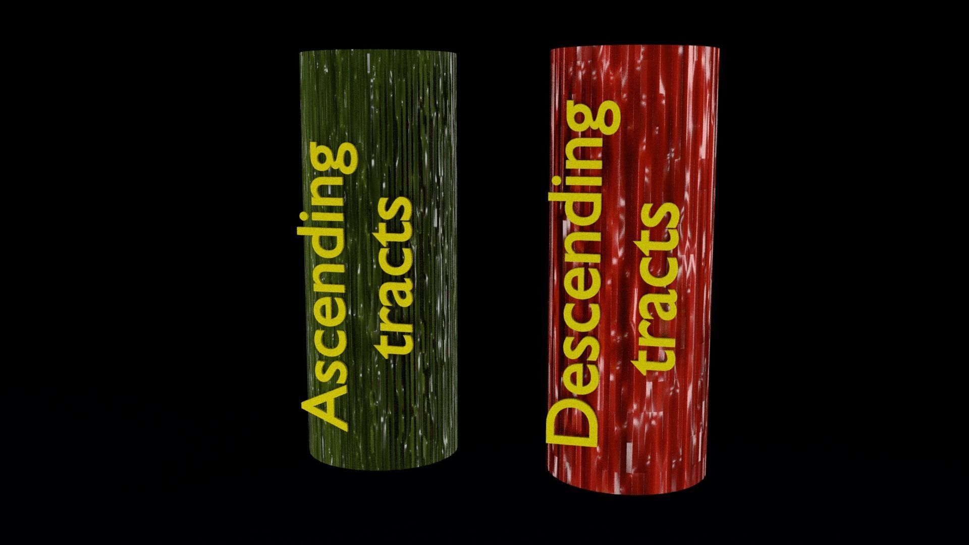 Spinal cord symphathetic intercostal nerve labelled detail 3D model_4