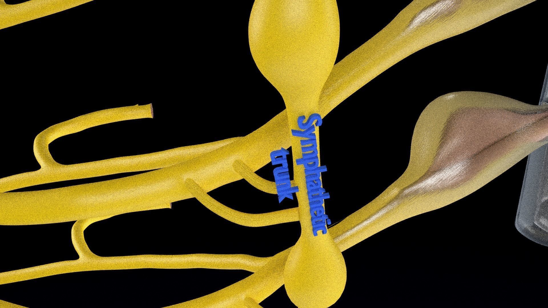 Spinal cord symphathetic intercostal nerve labelled detail 3D model_15