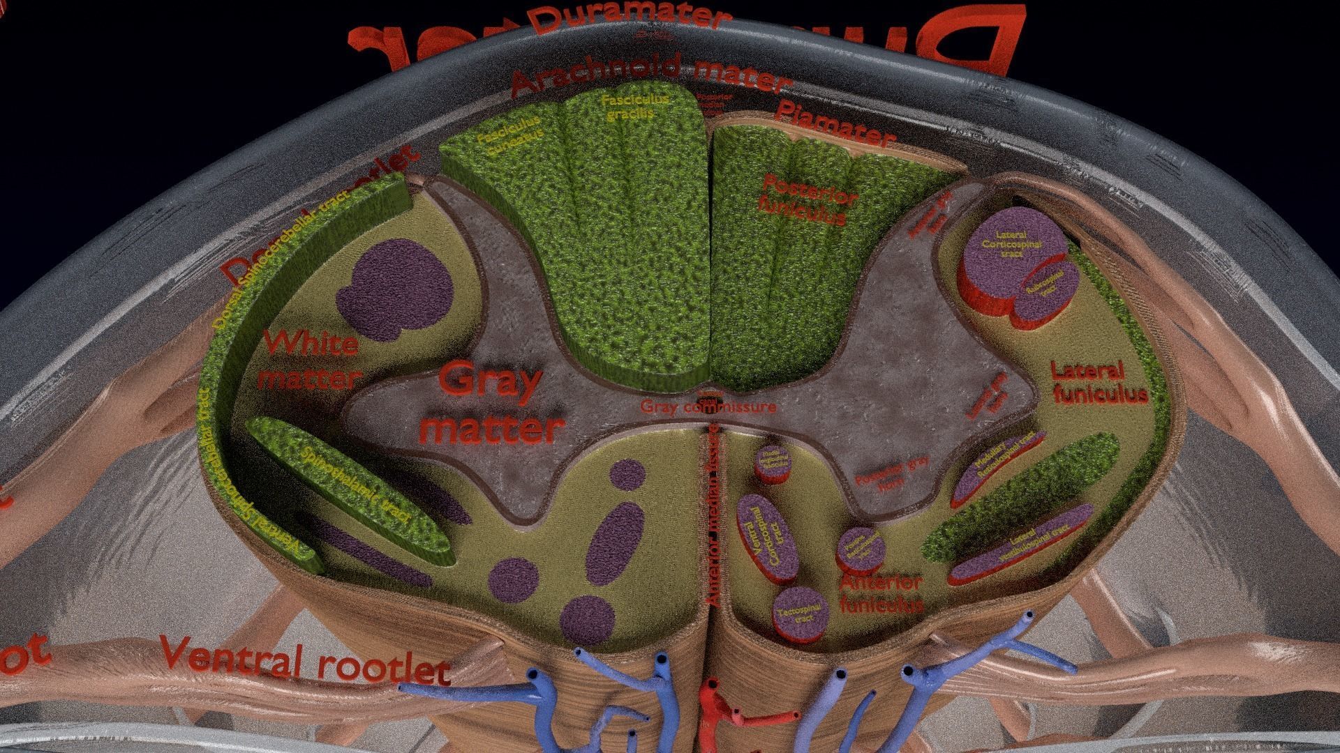 Spinal cord symphathetic intercostal nerve labelled detail 3D model_5