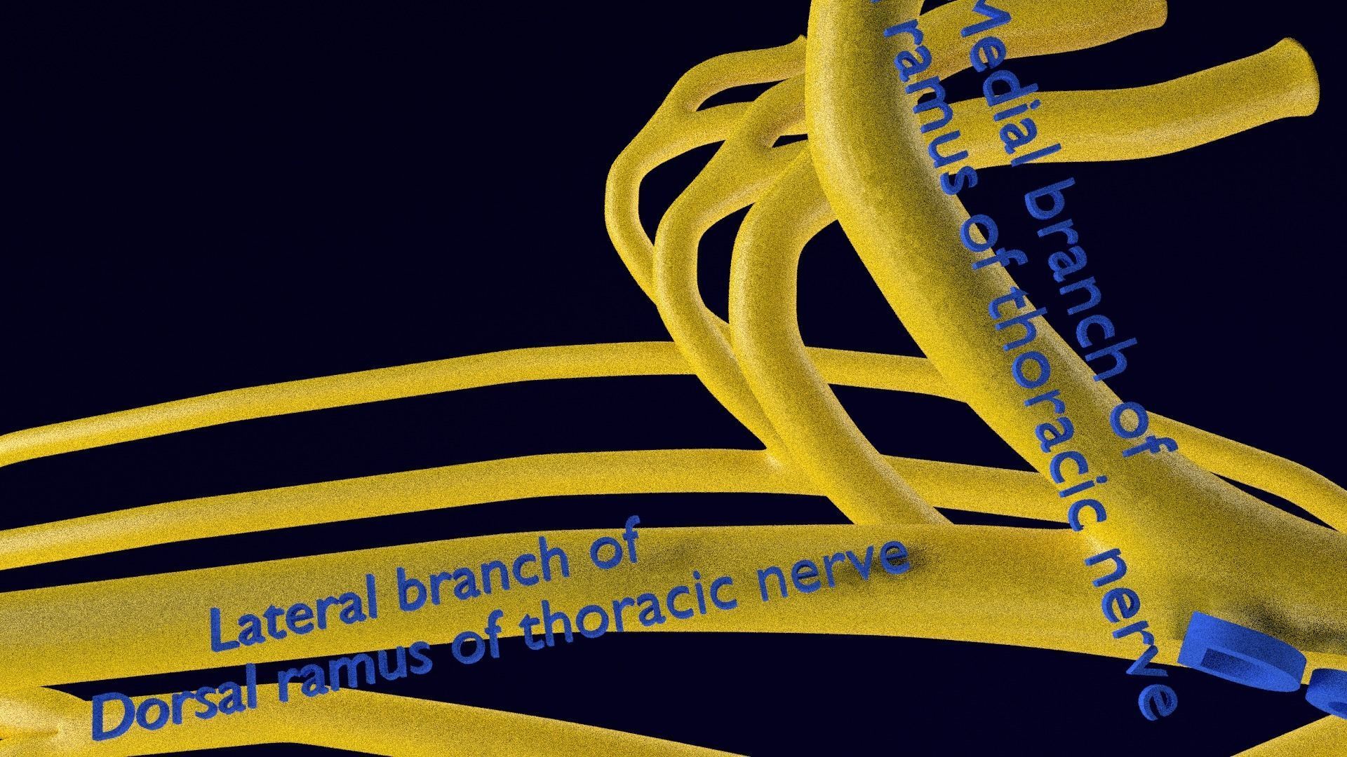 Spinal cord symphathetic intercostal nerve labelled detail 3D model_11