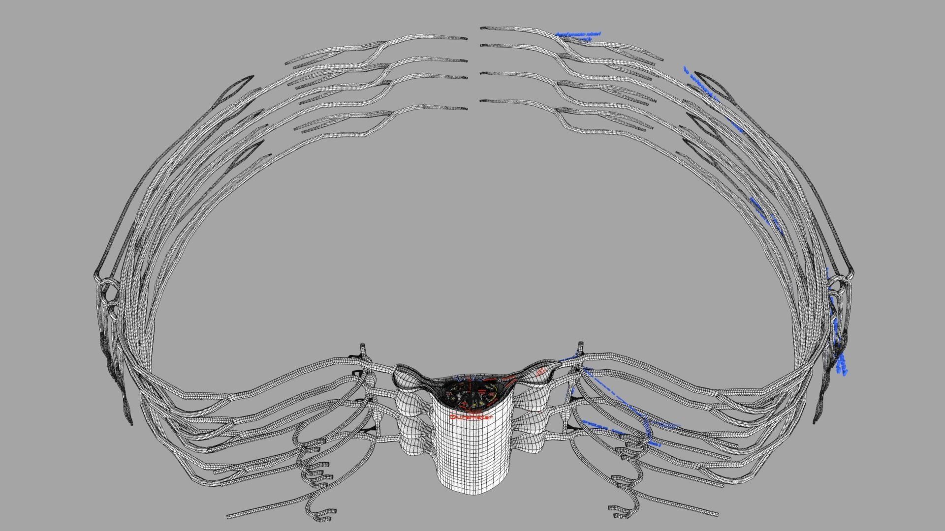 Spinal cord symphathetic intercostal nerve labelled detail 3D model_23