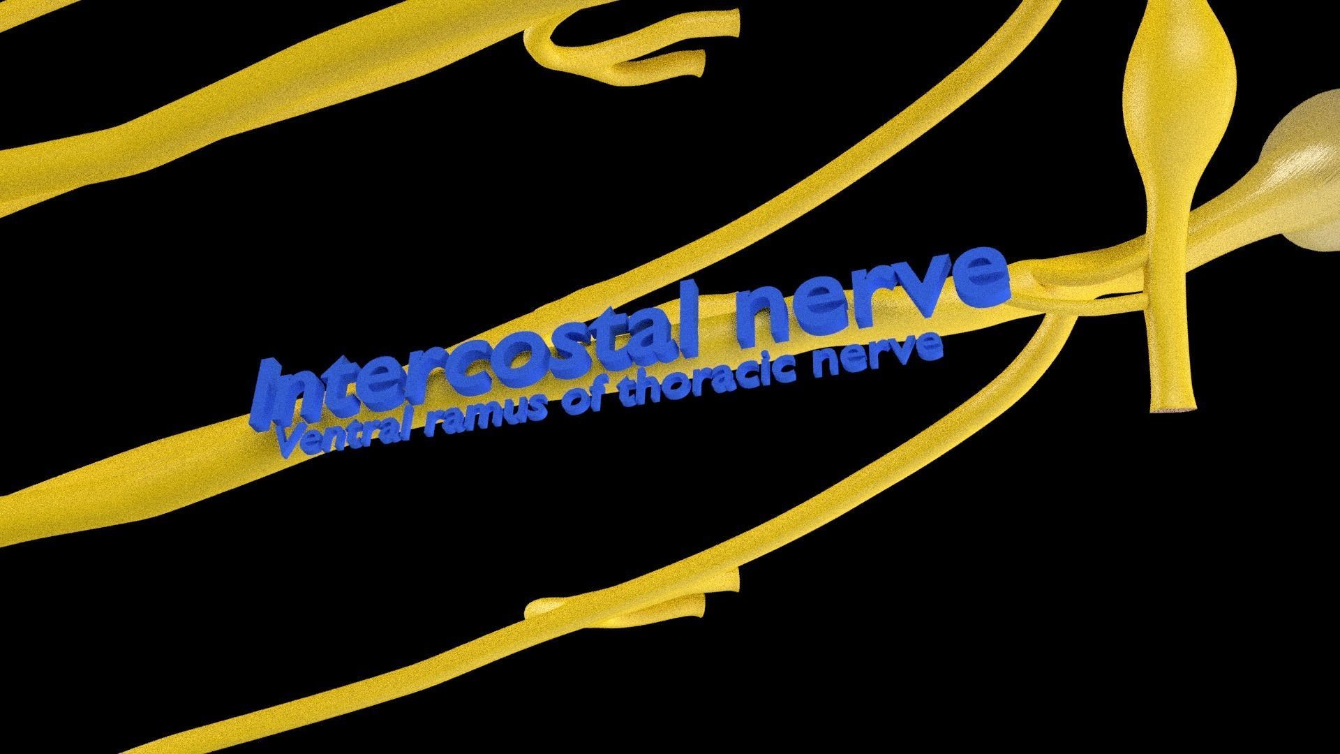 Spinal cord symphathetic intercostal nerve labelled detail 3D model_9