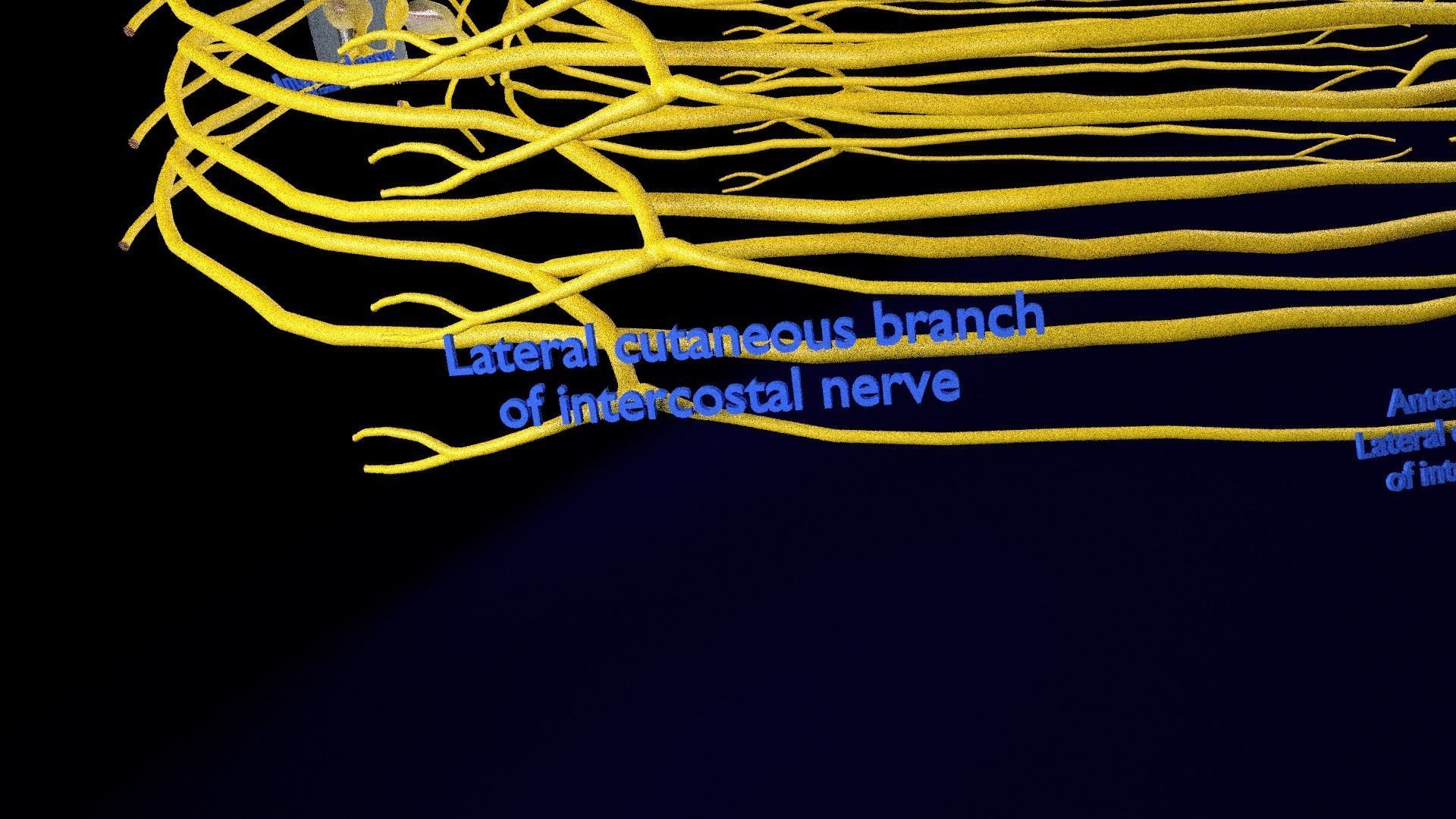 Spinal cord symphathetic intercostal nerve labelled detail 3D model_17