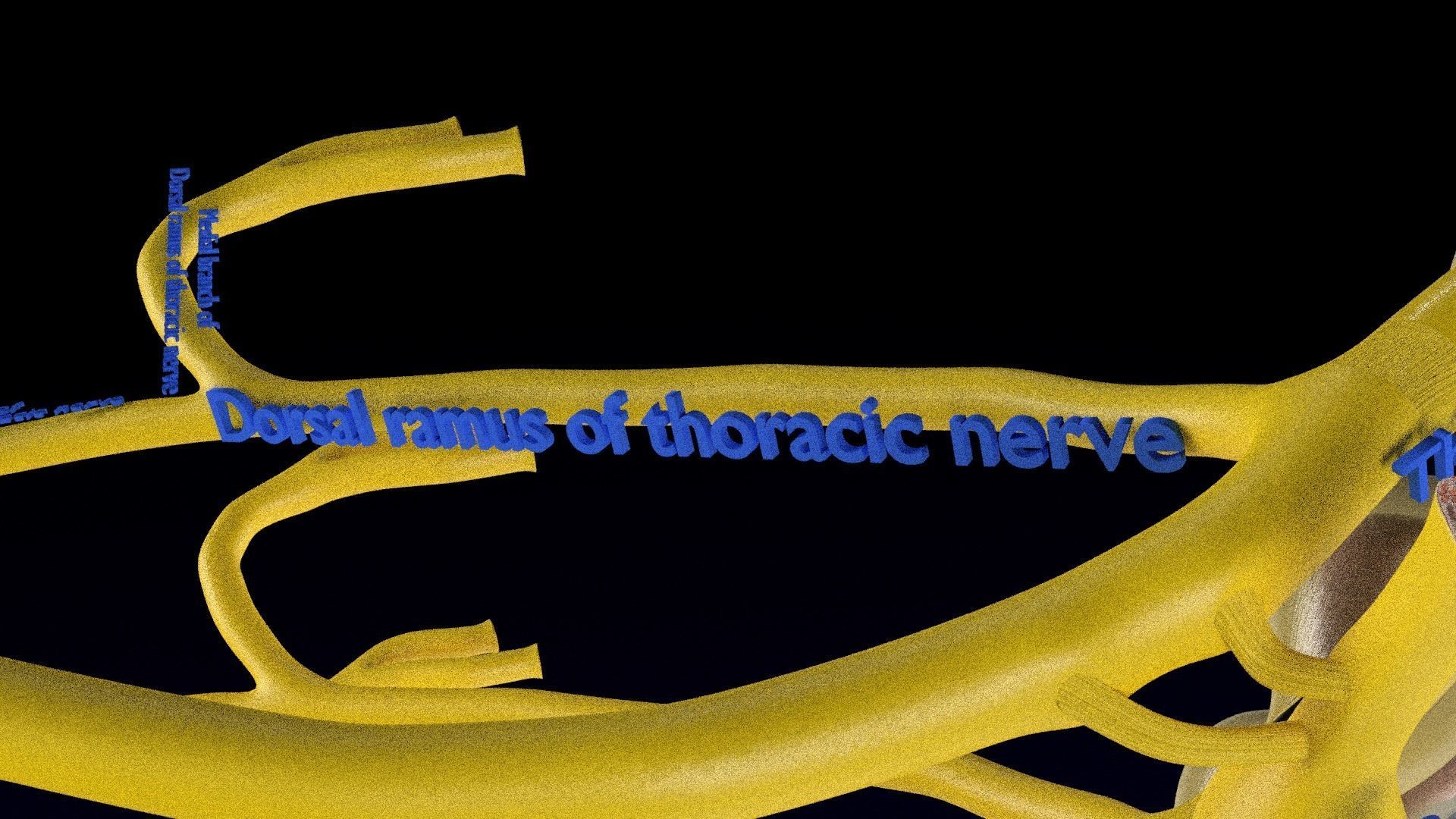 Spinal cord symphathetic intercostal nerve labelled detail 3D model_10