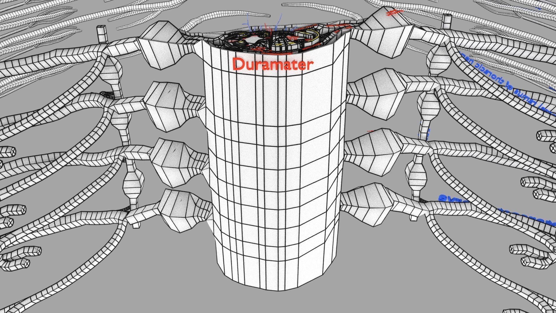 Spinal cord symphathetic intercostal nerve labelled detail 3D model_28