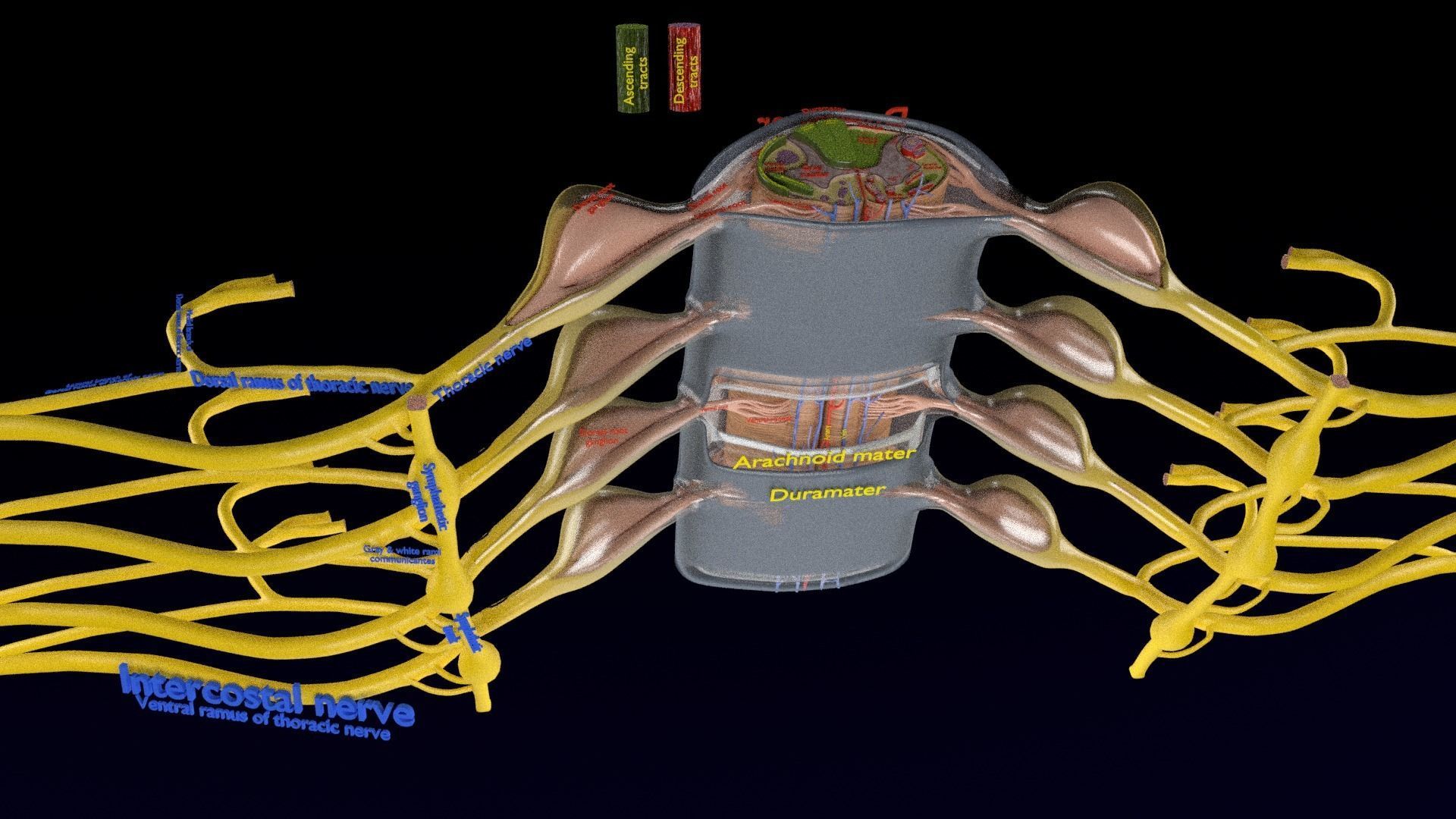 Spinal cord symphathetic intercostal nerve labelled detail 3D model_3