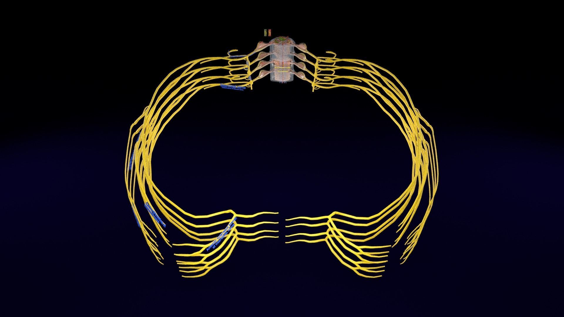 Spinal cord symphathetic intercostal nerve labelled detail 3D model_2