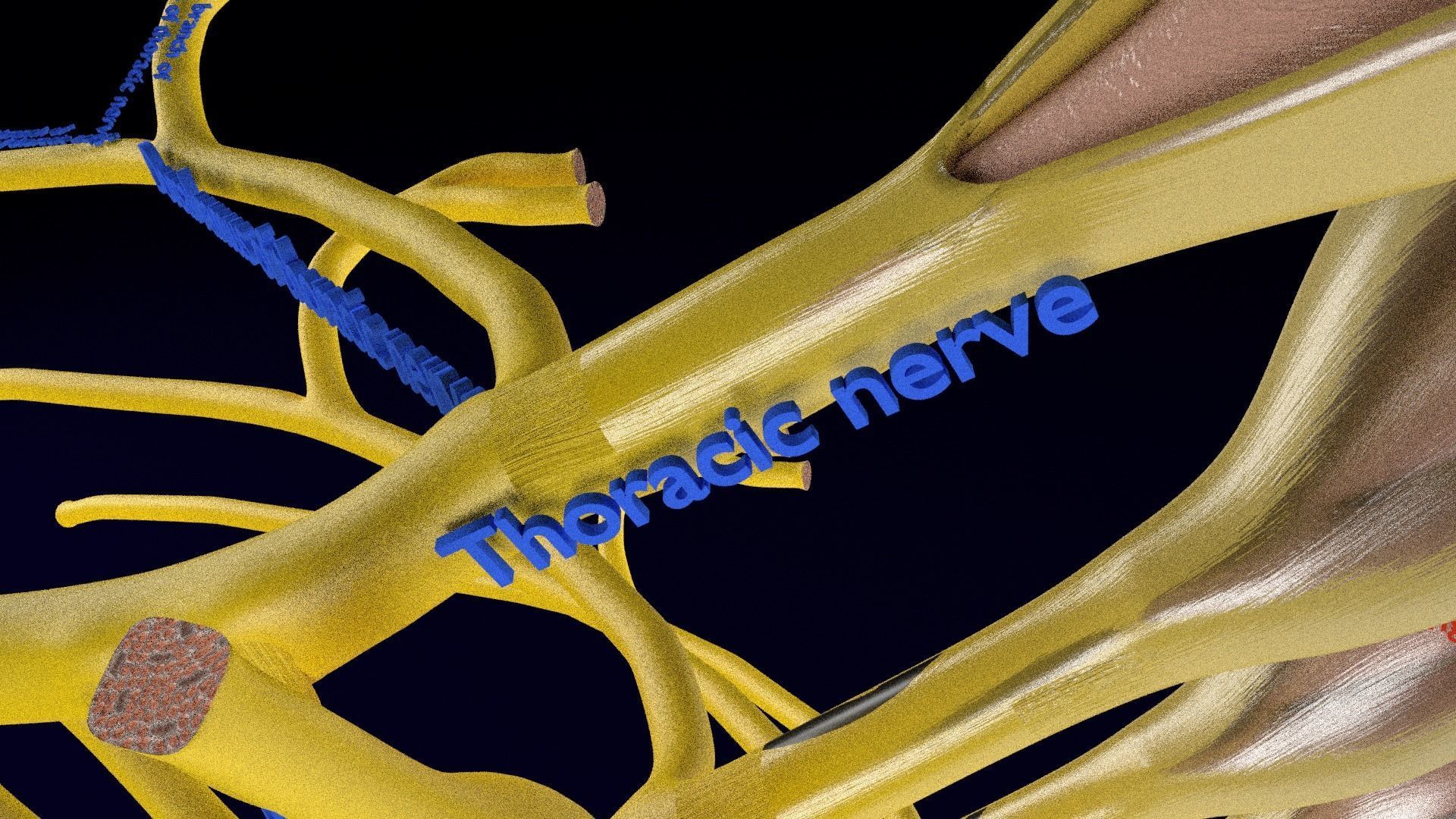 Spinal cord symphathetic intercostal nerve labelled detail 3D model_12
