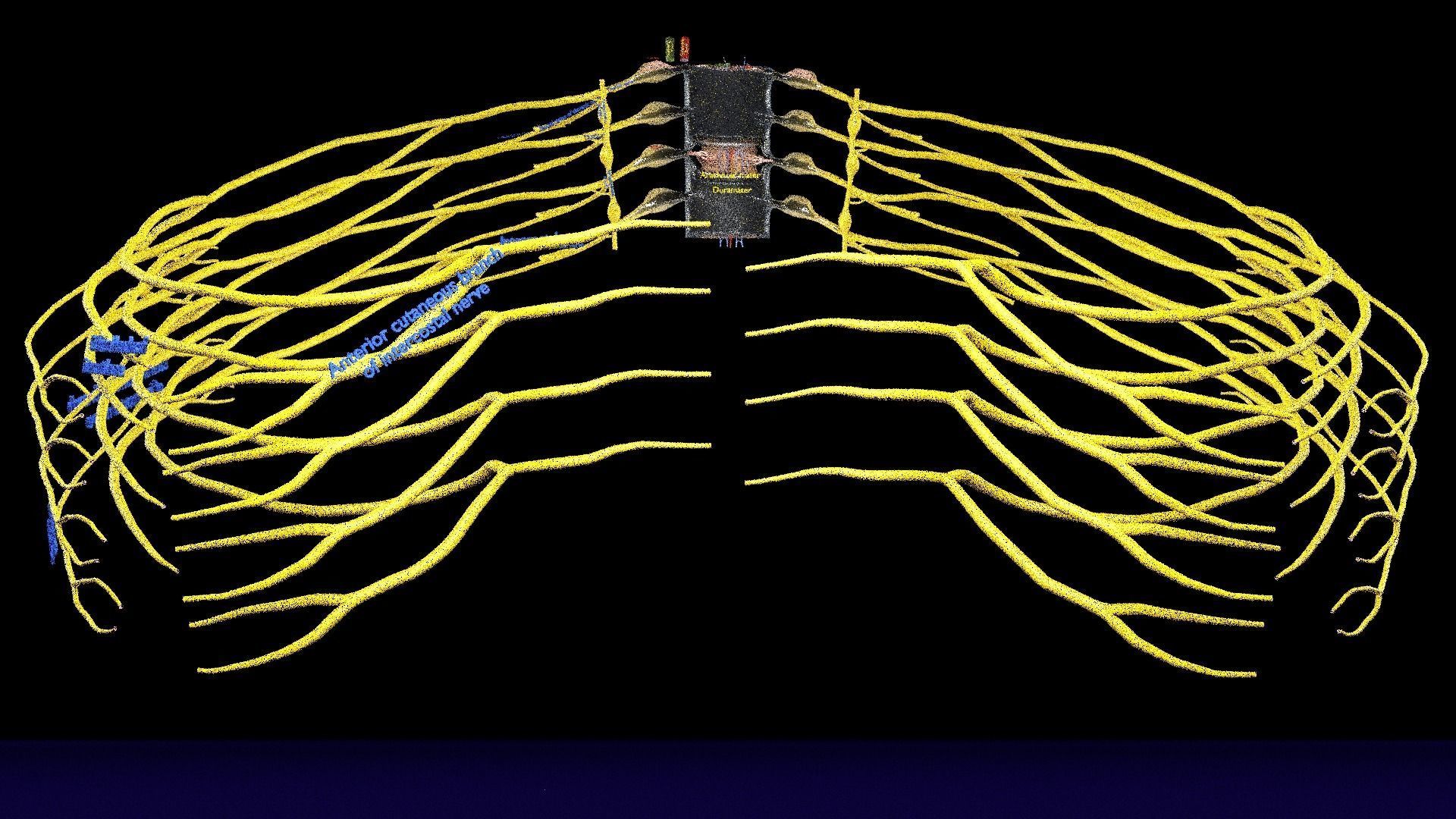Spinal cord symphathetic intercostal nerve labelled detail 3D model_22