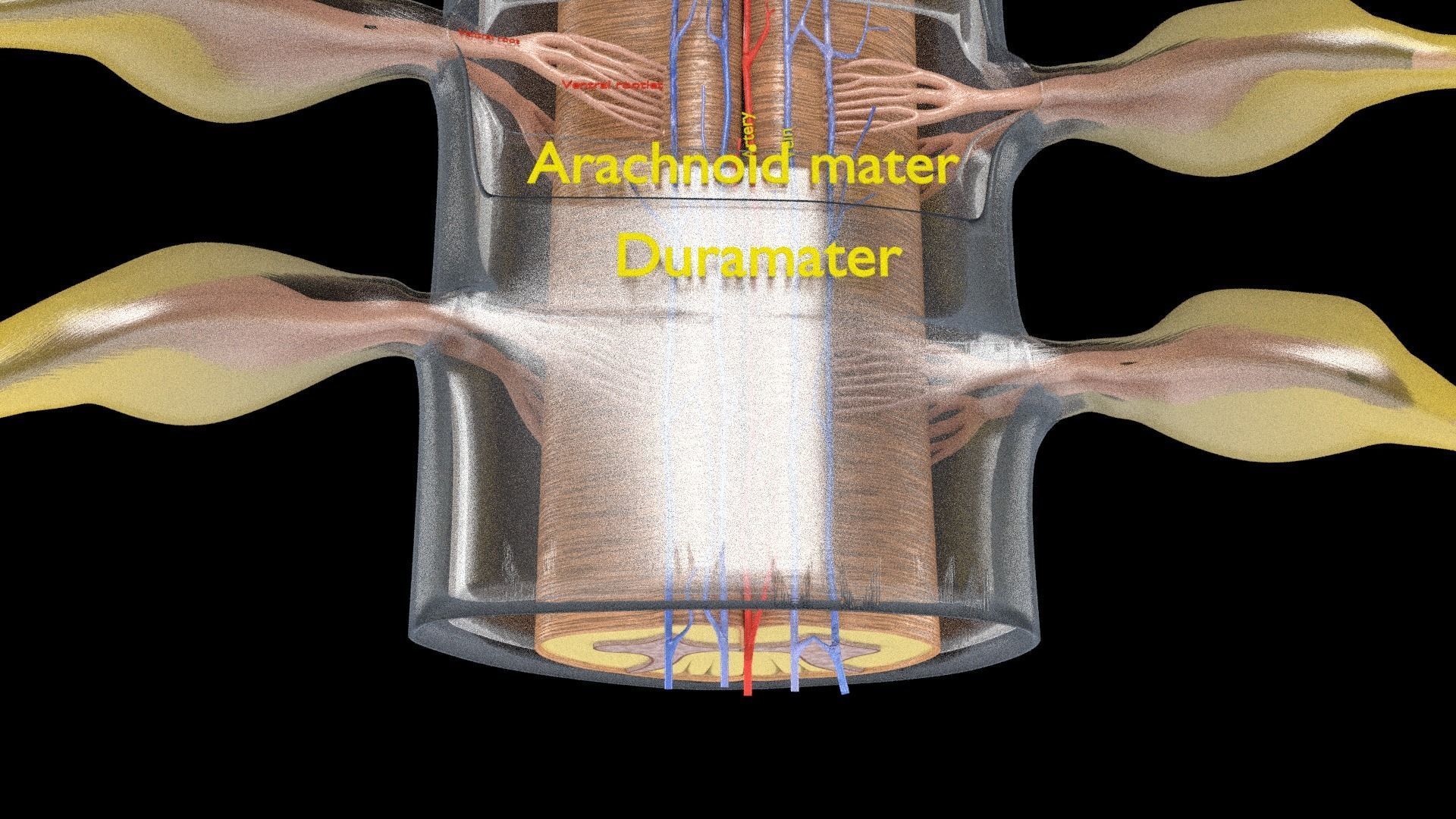 Spinal cord symphathetic intercostal nerve labelled detail 3D model_7