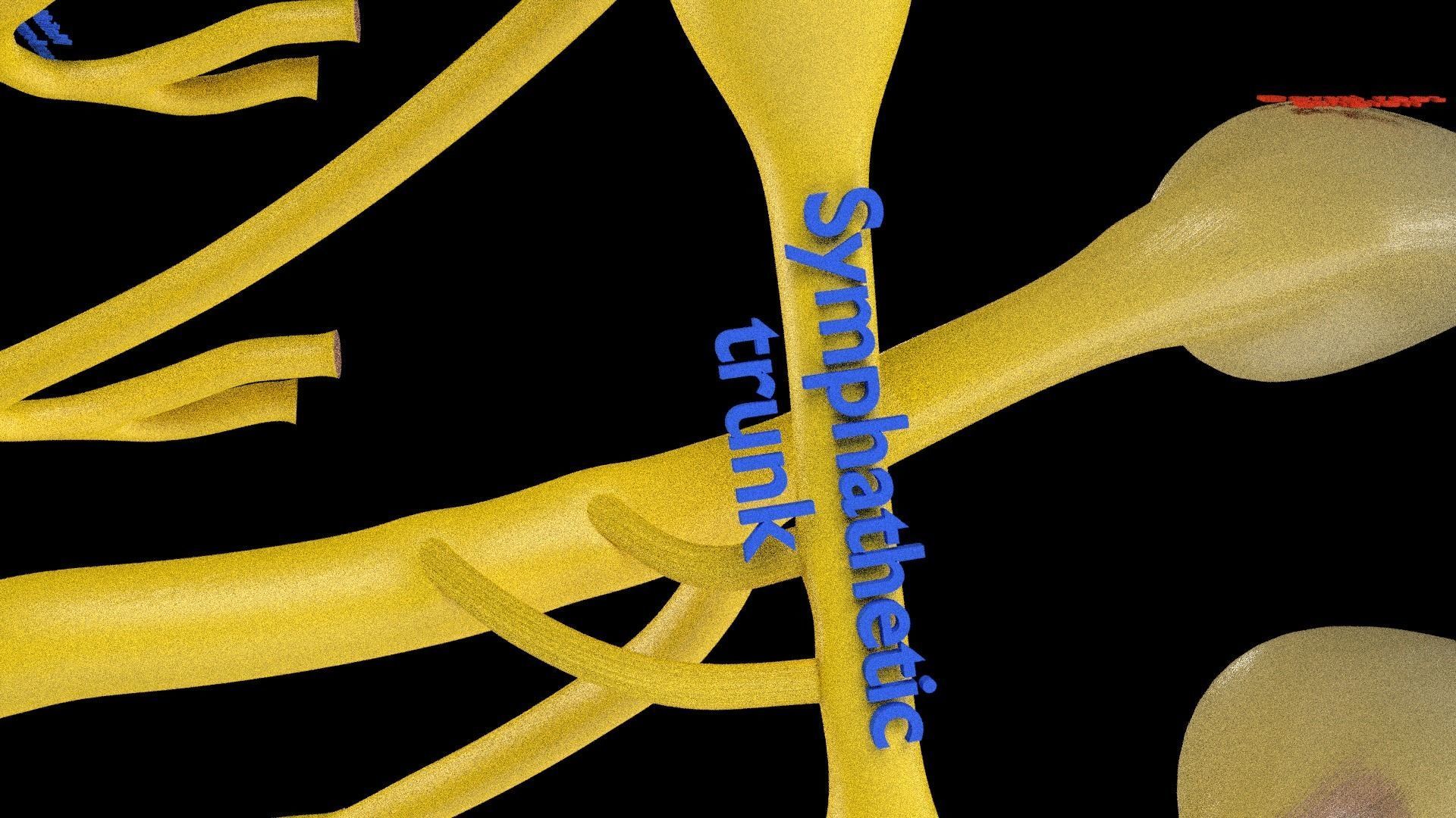 Spinal cord symphathetic intercostal nerve labelled detail 3D model_16