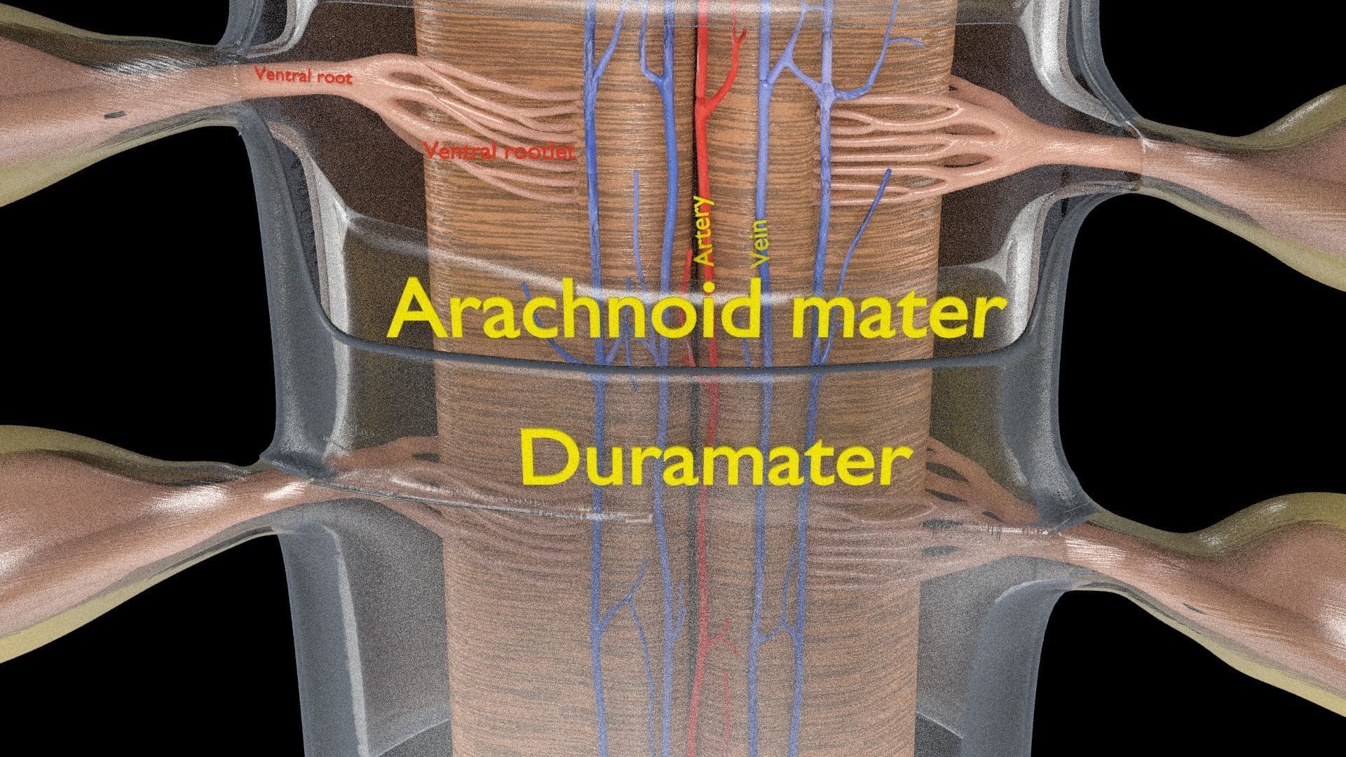Spinal cord symphathetic intercostal nerve labelled detail 3D model_6