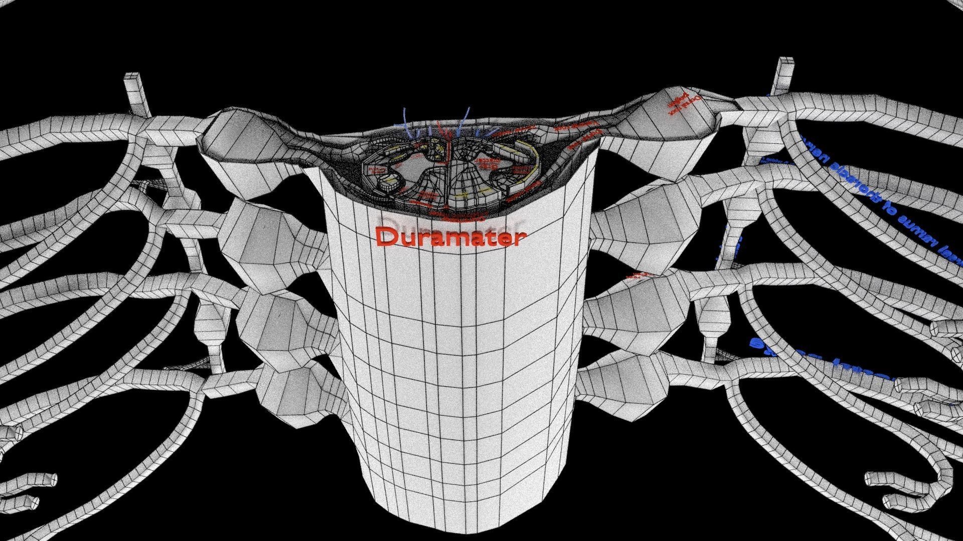 Spinal cord symphathetic intercostal nerve labelled detail 3D model_21
