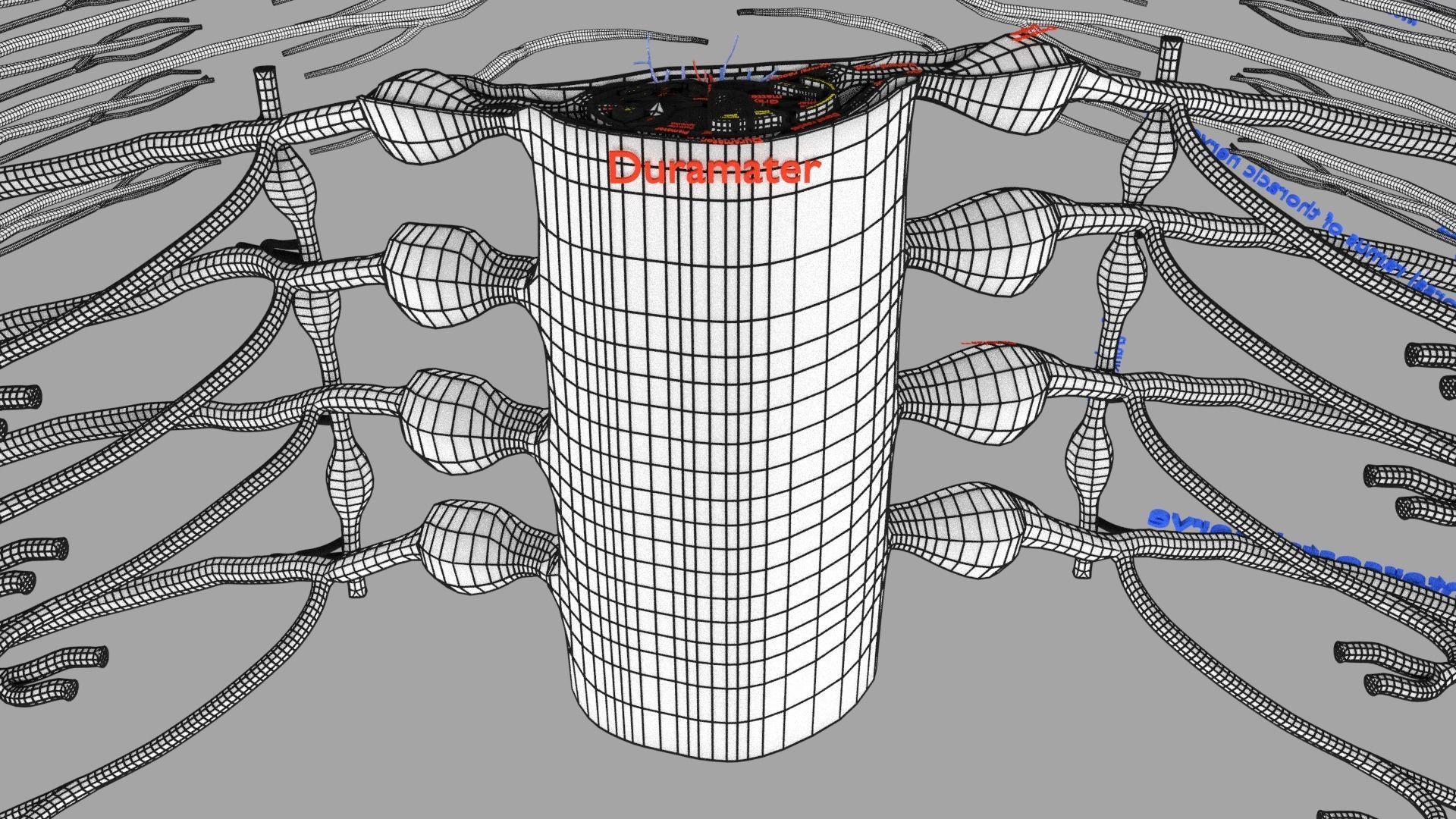 Spinal cord symphathetic intercostal nerve labelled detail 3D model_27