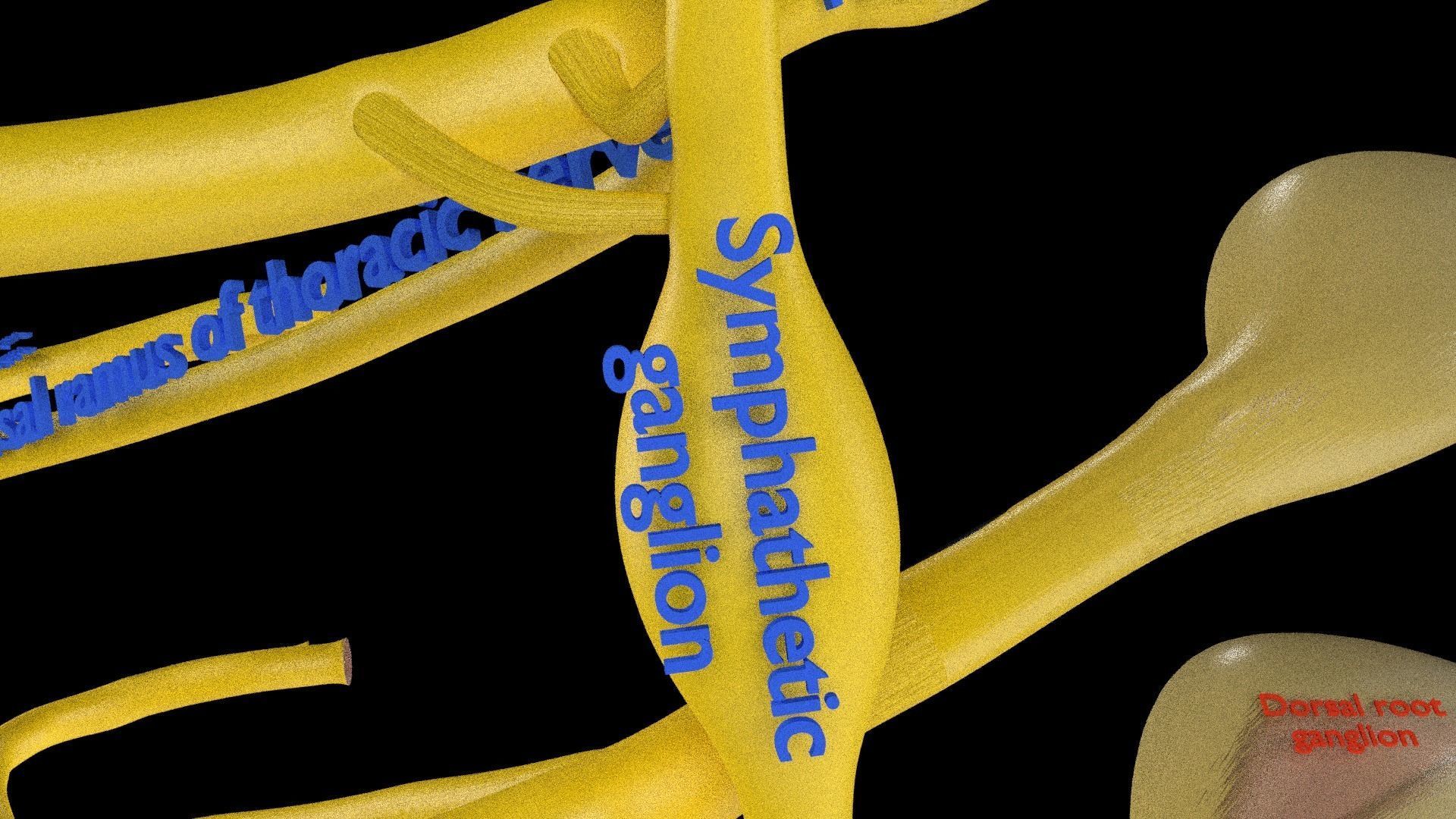 Spinal cord symphathetic intercostal nerve labelled detail 3D model_13