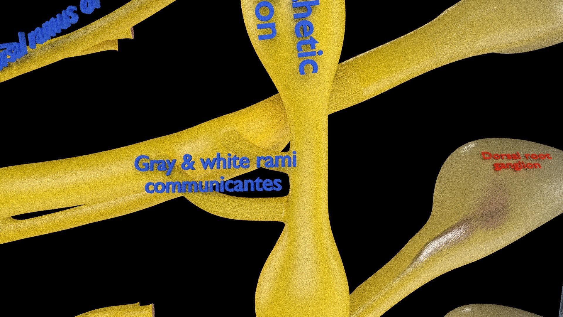 Spinal cord symphathetic intercostal nerve labelled detail 3D model_14