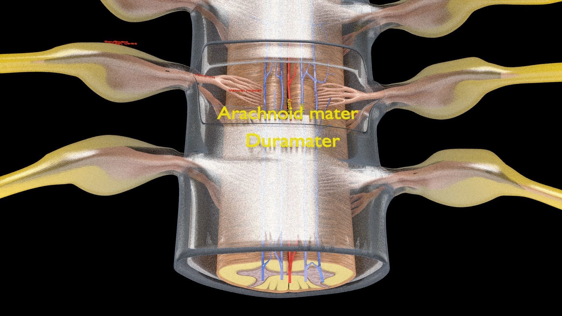 Spinal cord symphathetic intercostal nerve labelled detail 3D model_8