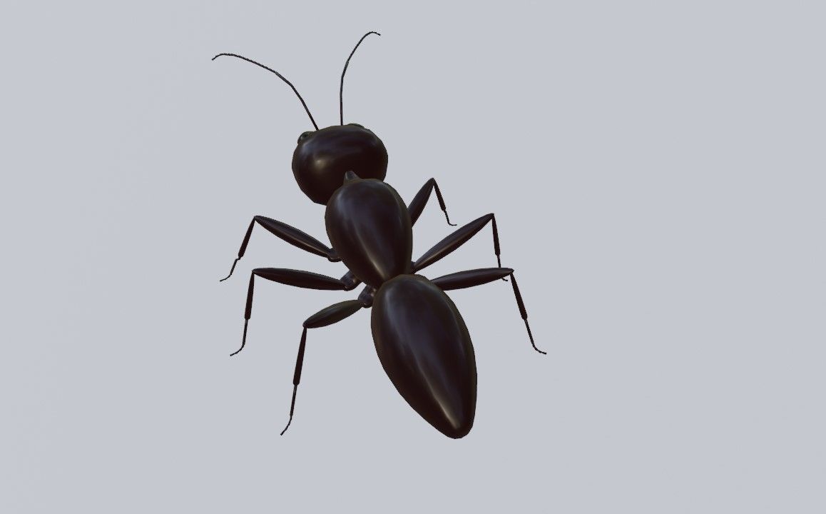 Ant - Formiga Low-poly 3D model_13